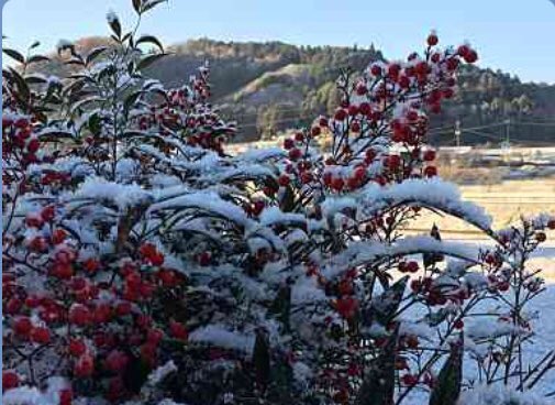 Snow on berry plant in Sera, Japan