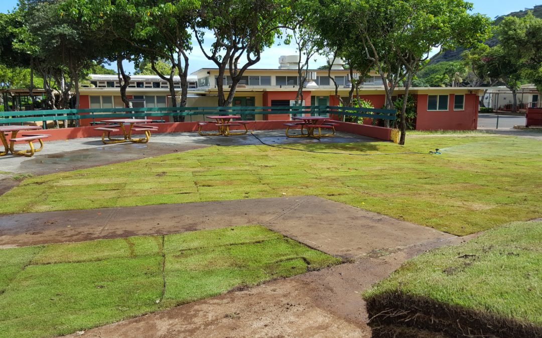 School courtyard with fresh sod installed